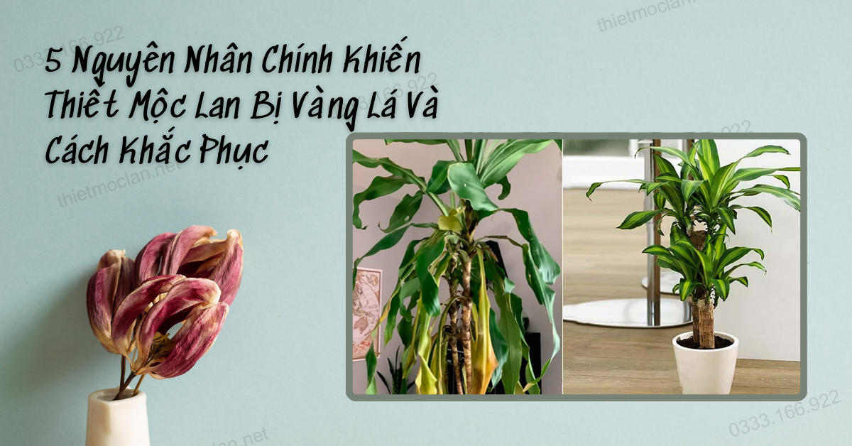 5 Nguyên Nhân Chính Khiến Thiết Mộc Lan Bị Vàng Lá Và Cách Khắc Phục