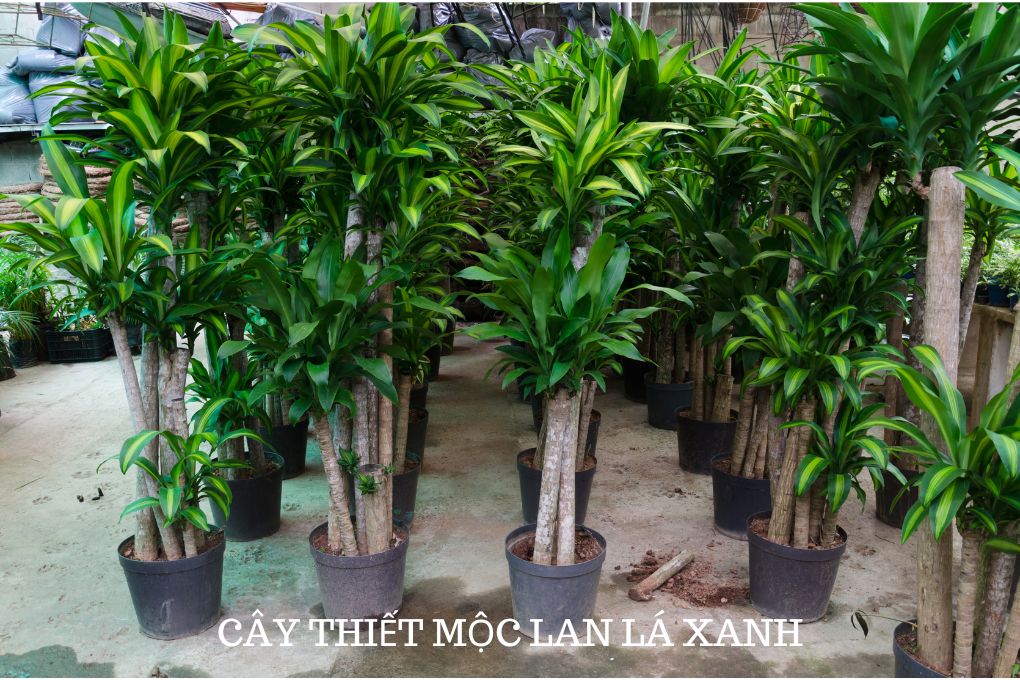 Hình ảnh cây thiết mộc lan là xanh