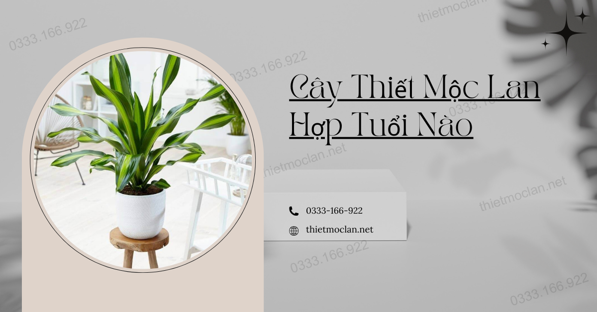 Cây Thiết Mộc Lan Hợp Tuổi Nào