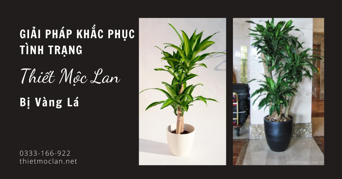 Giải Pháp Khắc Phục Tình Trạng Thiết Mộc Lan Bị Vàng Lá