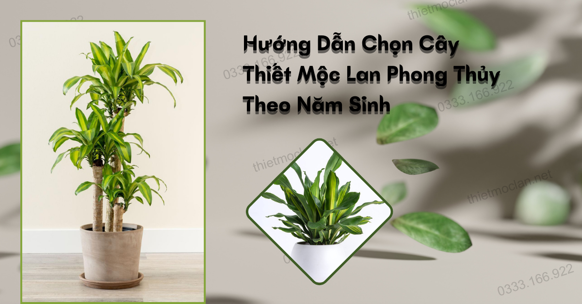 Hướng Dẫn Chọn Cây Thiết Mộc Lan Phong Thủy Theo Năm Sinh