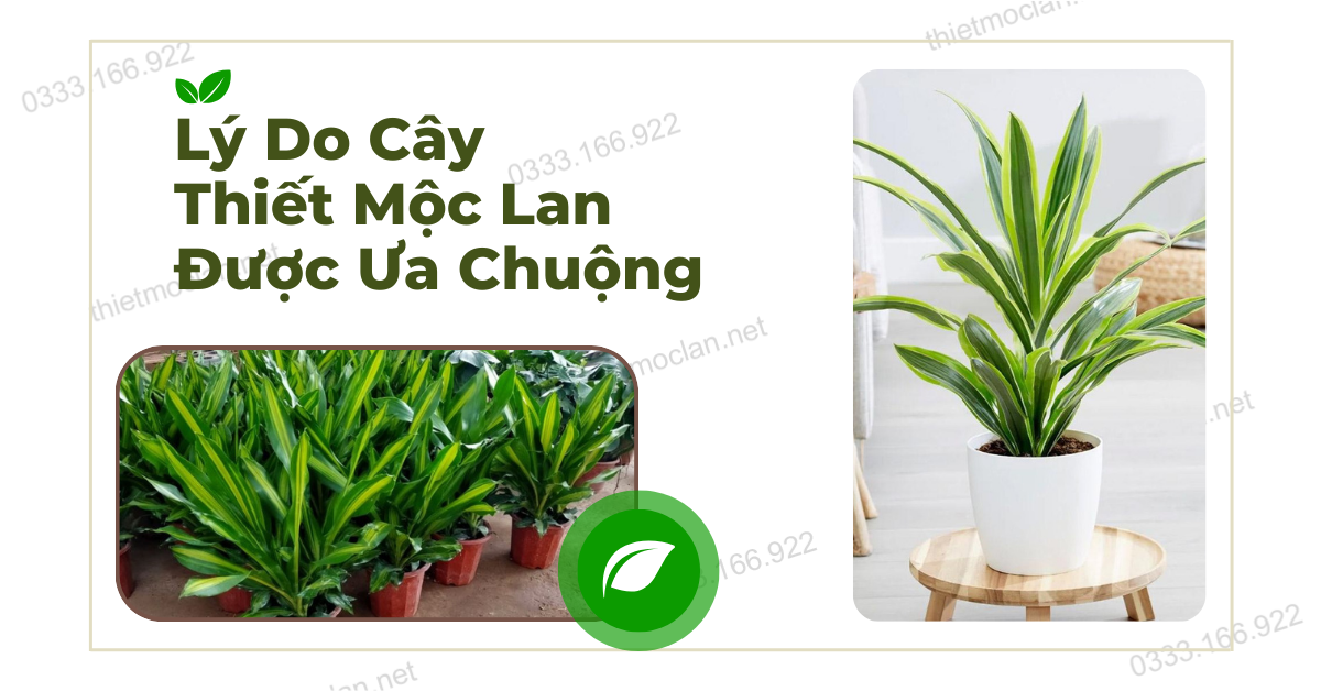 Lý Do Cây Thiết Mộc Lan Được Ưa Chuộng