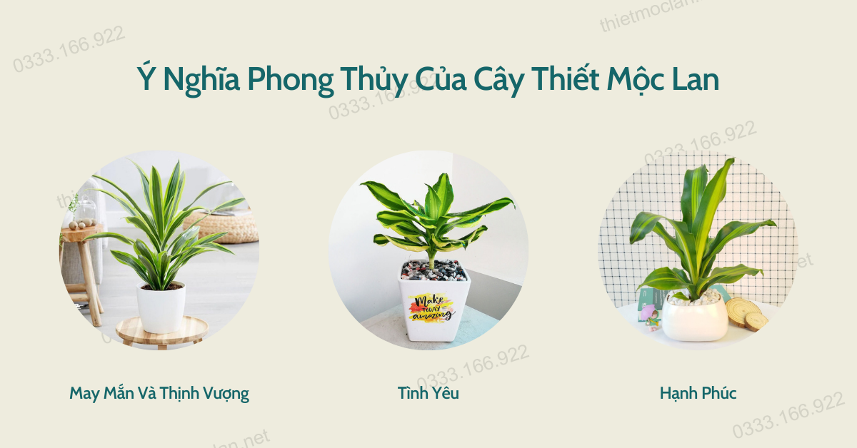 Những Ý Nghĩa Phong Thủy Của Cây Thiết Mộc Lan