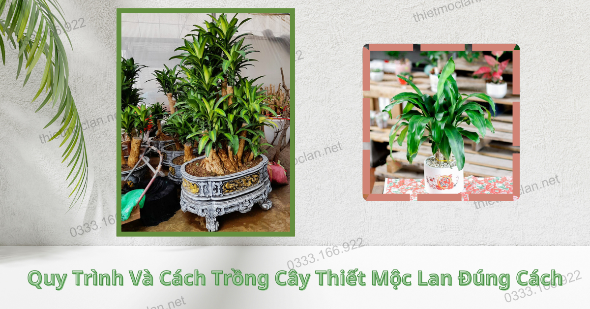 Quy Trình Và Cách Trồng Cây Thiết Mộc Lan Đúng Cách