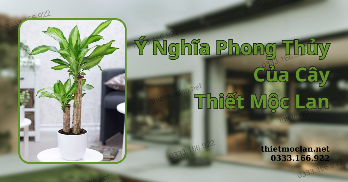 Ý Nghĩa Phong Thủy Của Cây Thiết Mộc Lan