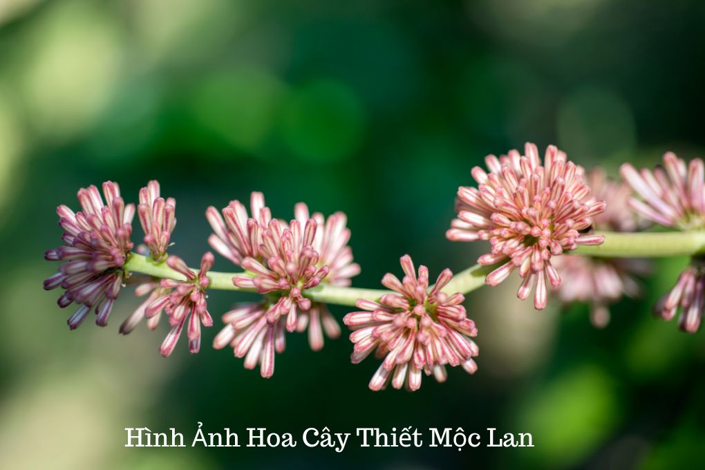 hoa cây thiết mộc lan